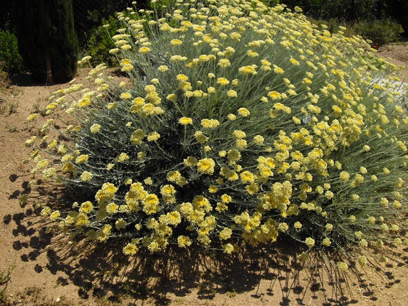 Helichrysum italicum